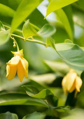ylang ylang çiçeği