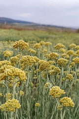 altın otu