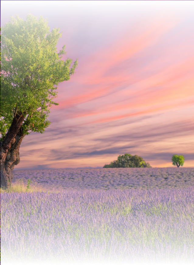 Dr. Lavender Üretim Tesisi fotoğraf 5